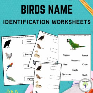 Birds Name Identification Worksheets