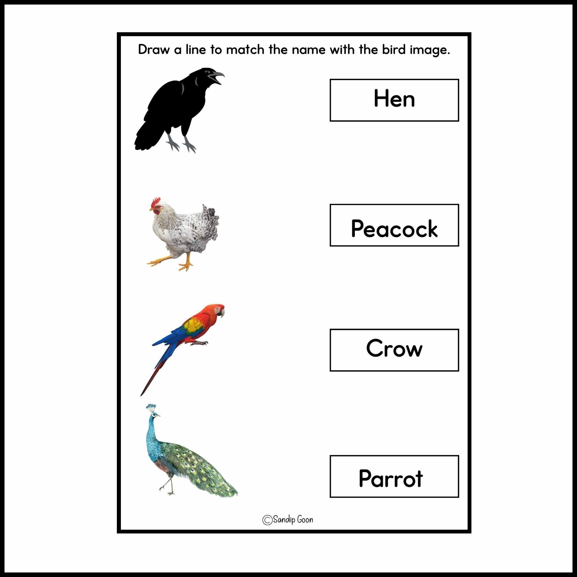 Birds Name worksheet