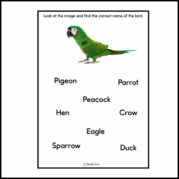 Birds Name worksheet