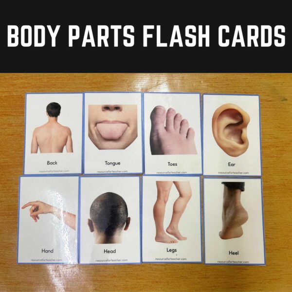 Body Parts Flash Cards