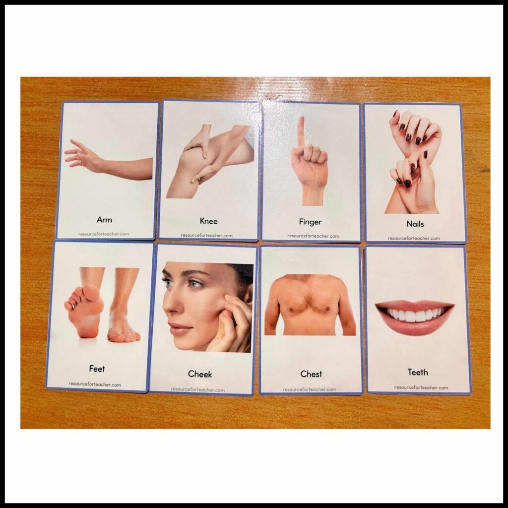 Body Parts Flash Cards - Resource For Teacher